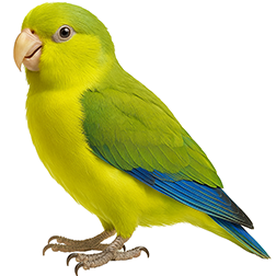 Mexican Parrotlet